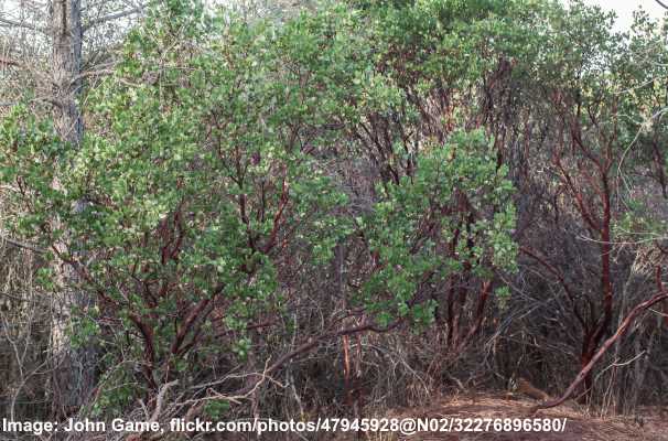 types-of-manzanita-trees-and-shrubs-with-pictures-identification-guide