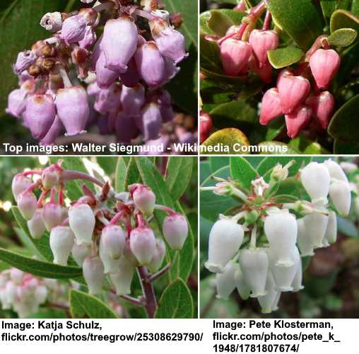 types-of-manzanita-trees-and-shrubs-with-pictures-identification-guide