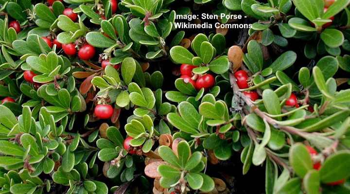 Manzanita Berries