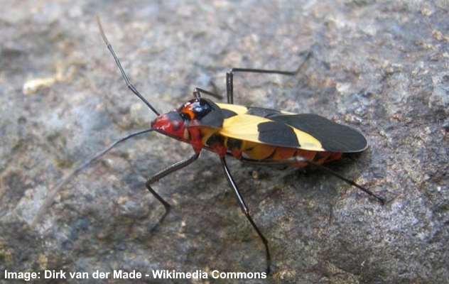 black-and-yellow-bugs-with-pictures-identification-guide