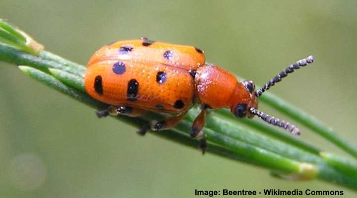 Types Of Orange Beetles With Pictures Identification Guide 6931