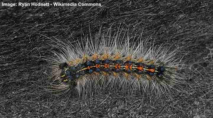 Gypsy Moth (Lymantria dispar) Caterpillar