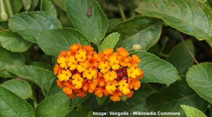 20 Orange Flowering Shrubs (with Pictures): Identification Guide