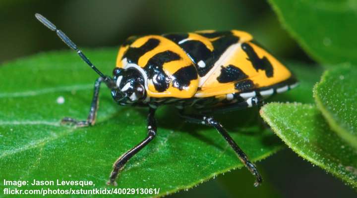 Black And Yellow Bugs With Pictures Identification Guide