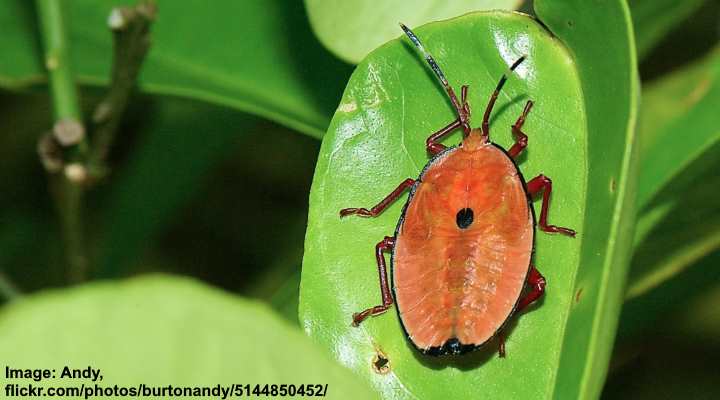 small-orange-bugs-with-pictures-identification-guide