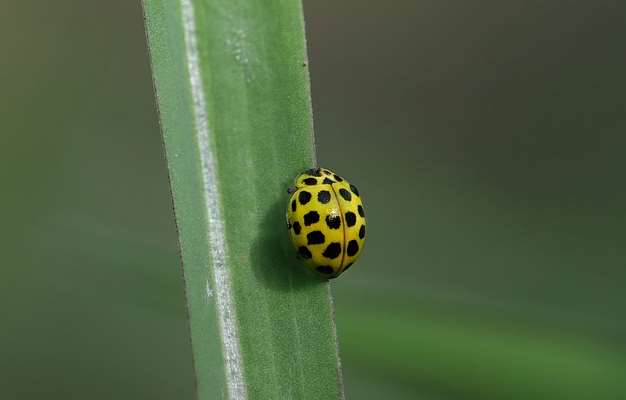 Black And Yellow Bugs With Pictures Identification Guide