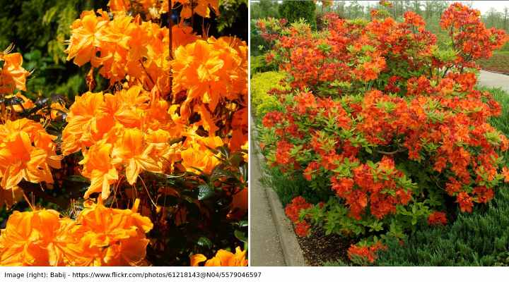 20 Orange Flowering Shrubs (with Pictures): Identification Guide