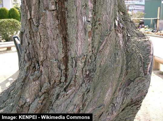 Weeping willow bark