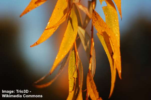 Weeping willow leaves in autumn