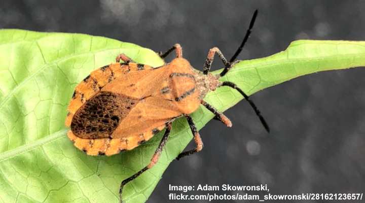 small-orange-bugs-with-pictures-identification-guide