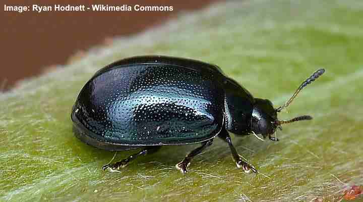 Willow Leaf Beetle (Plagiodera versicolora)