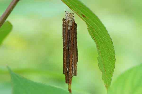 Bagworm moth larvae with the bag 