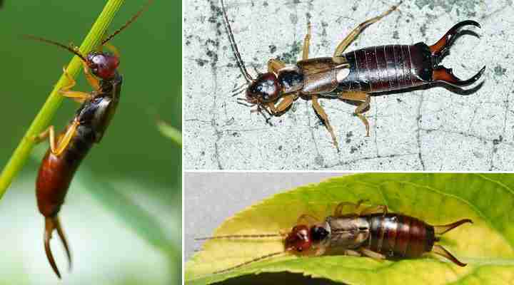 getting rid of earwigs in the garden