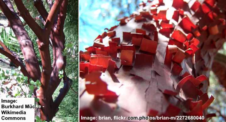 Manzanita Bark