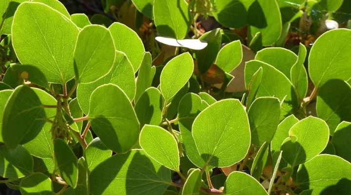 Manzanita Tree Leaves