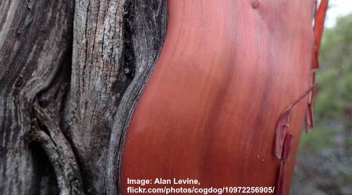 manzanita wood
