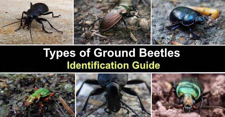 Types of Ground Beetles (With Pictures) - Identification Guide