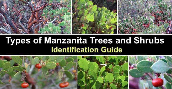 Types Of Manzanita Trees And Shrubs (With Pictures), 58% OFF