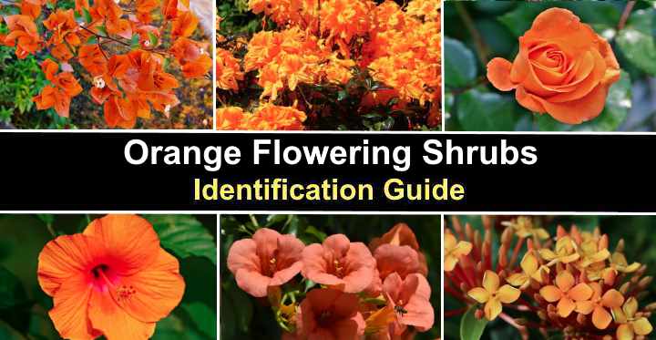 Orange Flowering Shrubs (With Pictures) – Identification Guide