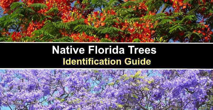 florida tree leaf identification guide