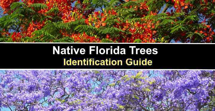 Florida tree leaf identification guide - agileserg