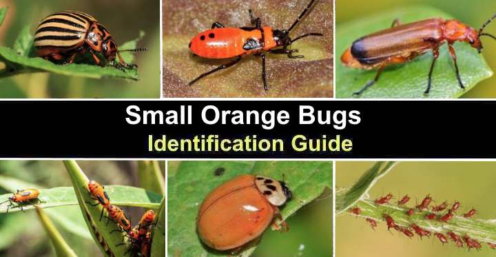 Small Orange Bugs (With Pictures) - Identification Guide