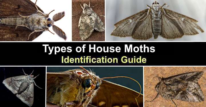 Types of House Moths (With Pictures) - Identification Guide