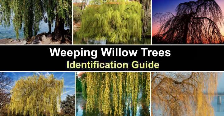 Weeping Willow Tree: Graceful Elegance for Landscapes