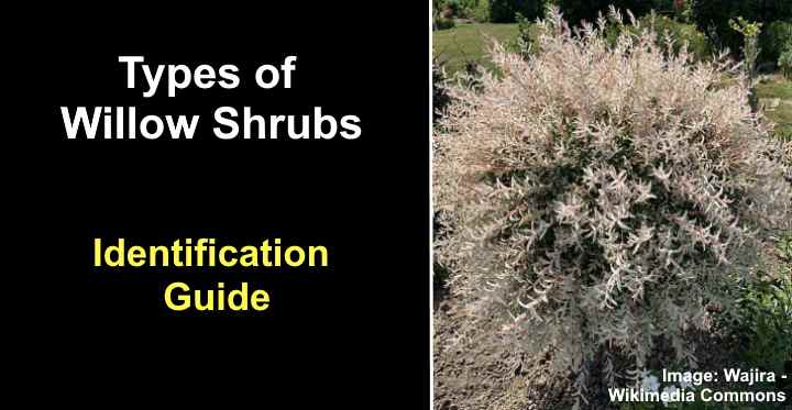 Types Of Willow Shrubs With Pictures Identification Guide
