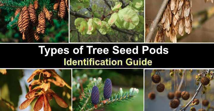 different types of maple tree seeds