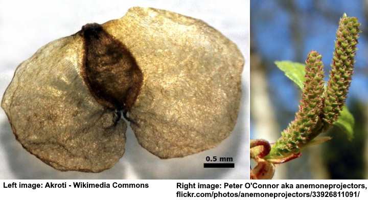 Birch Tree Seed Pods Identification