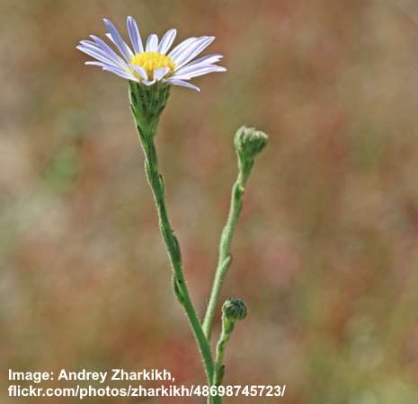 Marsh Aster (Aster pauciflorus)