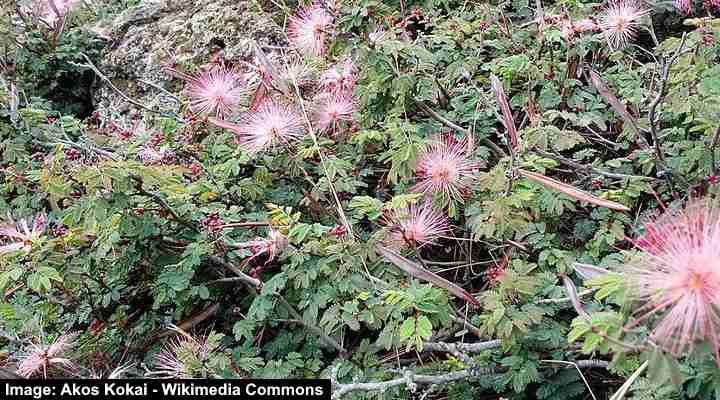 Fairy Duster (Calliandra eriophylla)