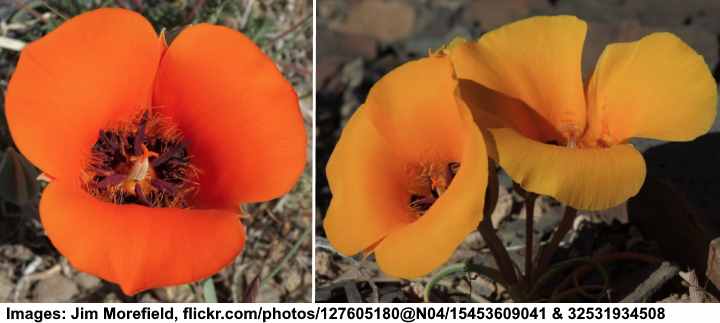 Desert Mariposa Lily (Calochortus kennedyi)