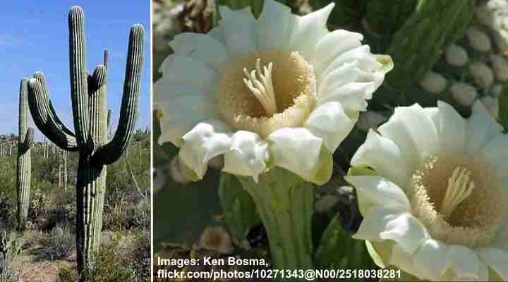 Blooming Saguaro Cactus (Carnegiea gigantea)