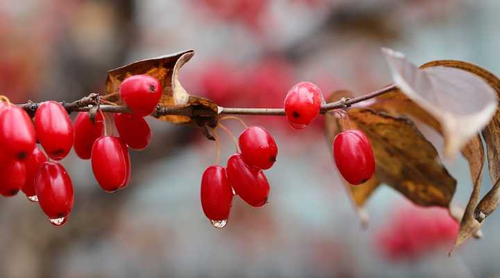 are dogwood berries poisonous to dogs