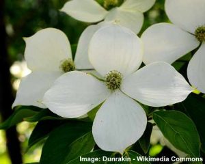 Types of Dogwood Trees with Red Berries - Identification Guide (With ...