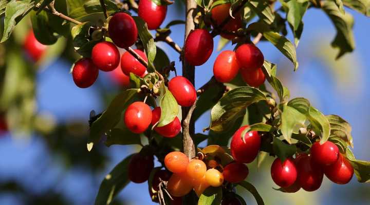 Cornus mas berries