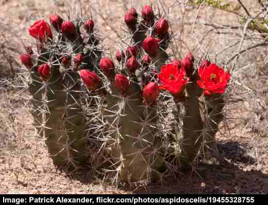 Claret Cup Cactus (Echinocereus triglochidiatus)