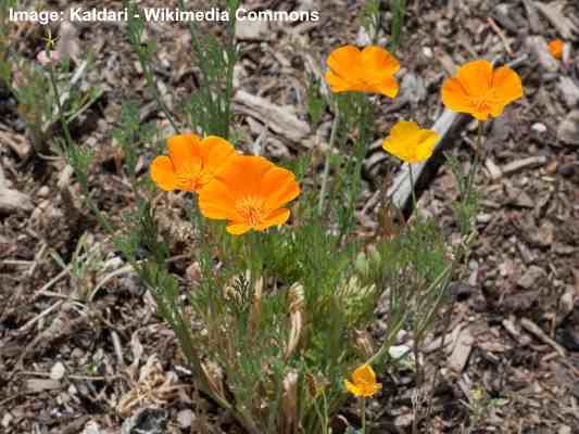 California poppy (Eschscholzia californica