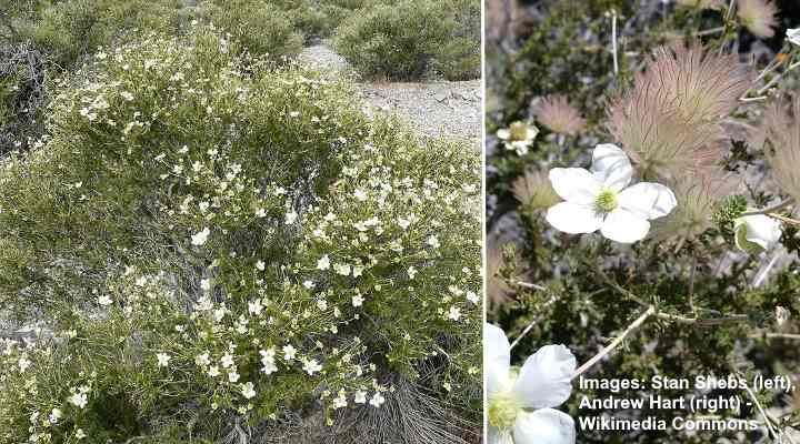 Apache Plume (Fallugia paradoxa)