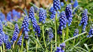 19 Ground Cover Plants With Blue Flowers (With Pictures ...