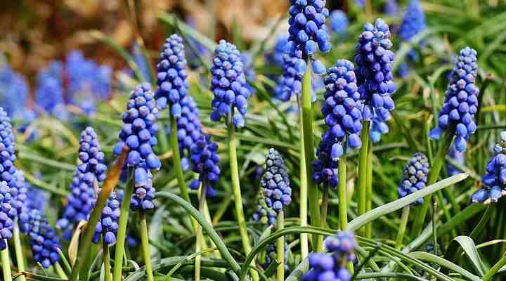 19 Ground Cover Plants With Blue Flowers (With Pictures ...