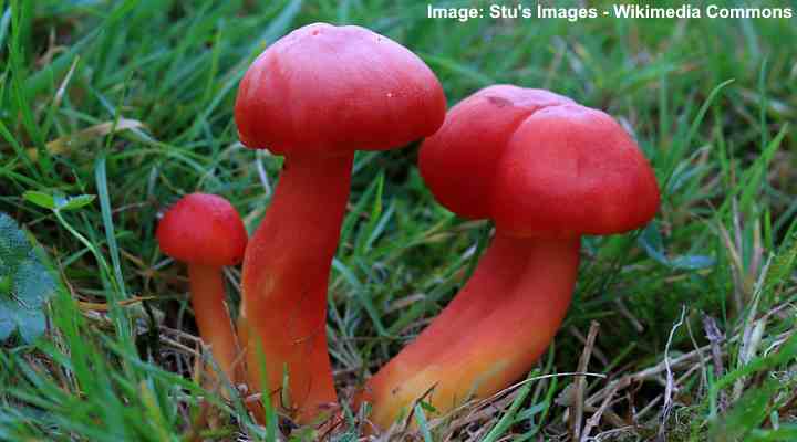 Types Of Red Mushrooms With Pictures Identification Guide