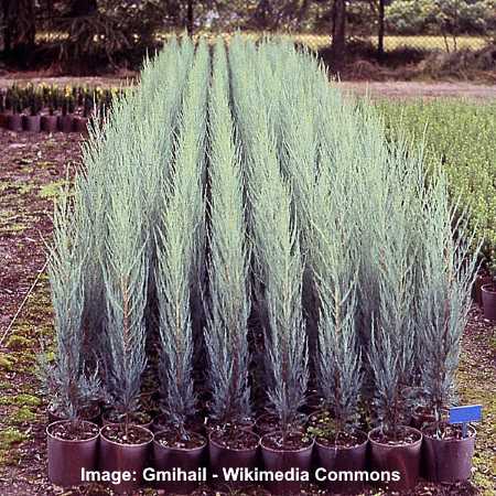 Narrow Skyrocket Juniper (Juniperus virginiana ‘Skyrocket’)