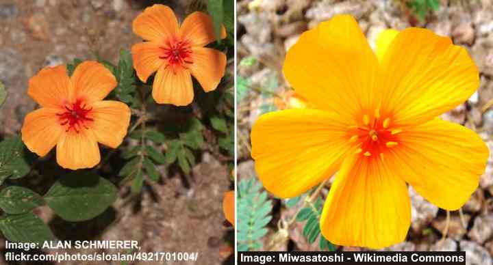 Arizona Poppy (Kallstroemia grandiflora)