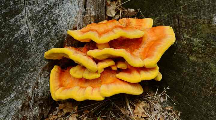 Chicken of the Woods Mushrooms (Laetiporus sulphuerus)