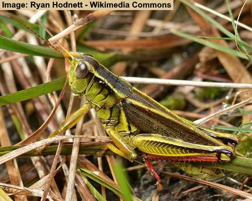 Types of Large Grasshoppers (Including Giant Grasshoppers) - Pictures ...