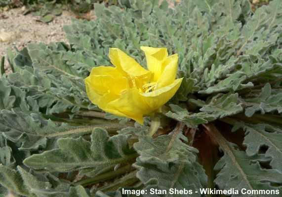 Desert Primrose (Oenothera primiveris)