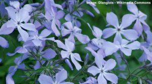 19 Ground Cover Plants With Blue Flowers (With Pictures ...